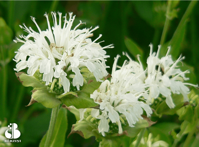 Monarda   'Schneewittchen'